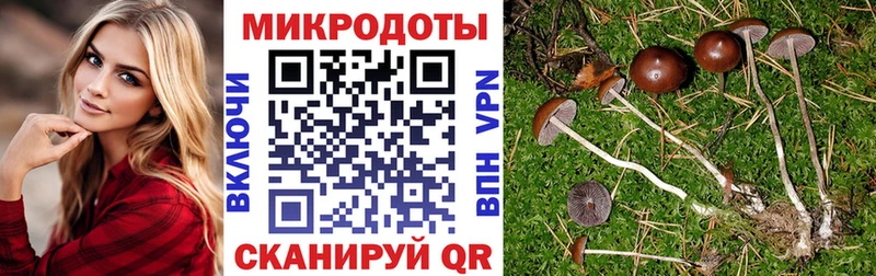 Псилоцибиновые грибы Psilocybine cubensis мориарти какой сайт Фурманов